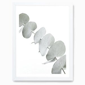 Selling Eucalyptus White picture